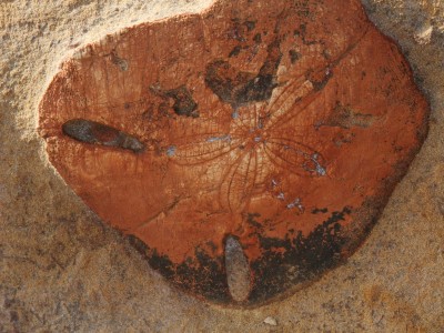680年海膽化石